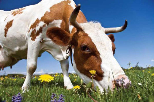 Why is grass-fed tallow better?