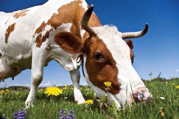 Why is grass-fed tallow better?