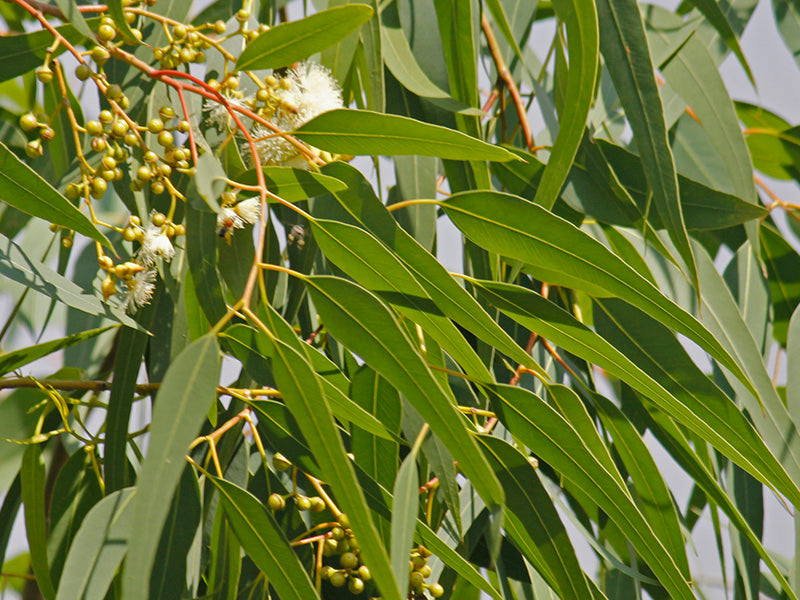 Tallow Balm - Breathe Easy